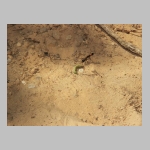 Ammophila sabulosa - Sandwespe 02b 19mm mit Forleulen-Raupe - Panolis flammea.jpg